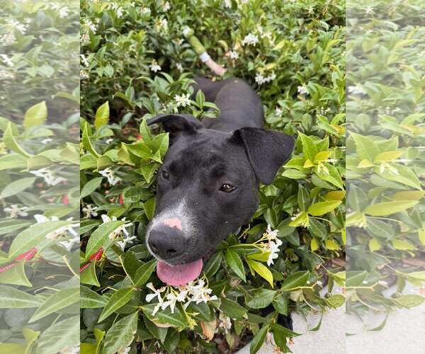Medium Photo #7 Labrador Retriever-Unknown Mix Puppy For Sale in San Diego, CA, USA