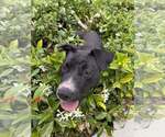 Small #6 Labrador Retriever Mix