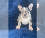 Small Photo #36 French Bulldog Puppy For Sale in BATON ROUGE, LA, USA