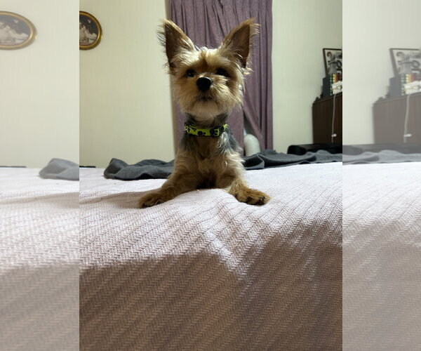 Medium Photo #3 Mutt Puppy For Sale in Allentown,, PA, USA