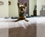 Small #2 Mutt