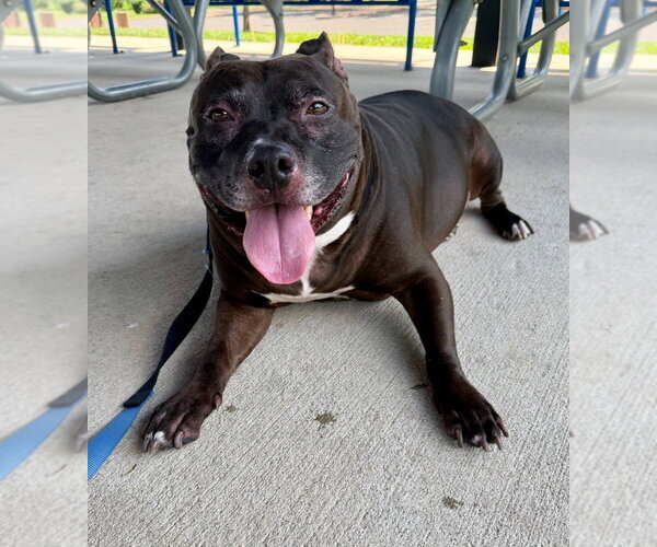 Medium Photo #2 American Staffordshire Terrier Puppy For Sale in Lawrenceville, NJ, USA