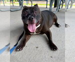 Small #1 American Staffordshire Terrier
