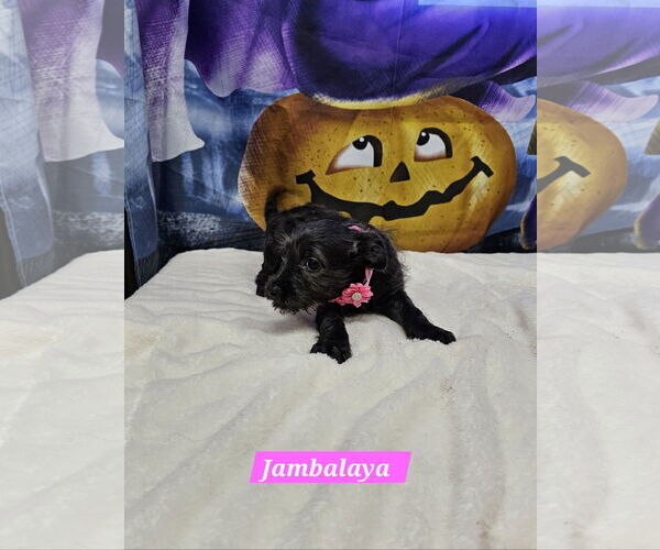 Medium Photo #2 Jack Russell Terrier-Unknown Mix Puppy For Sale in Metairie, LA, USA