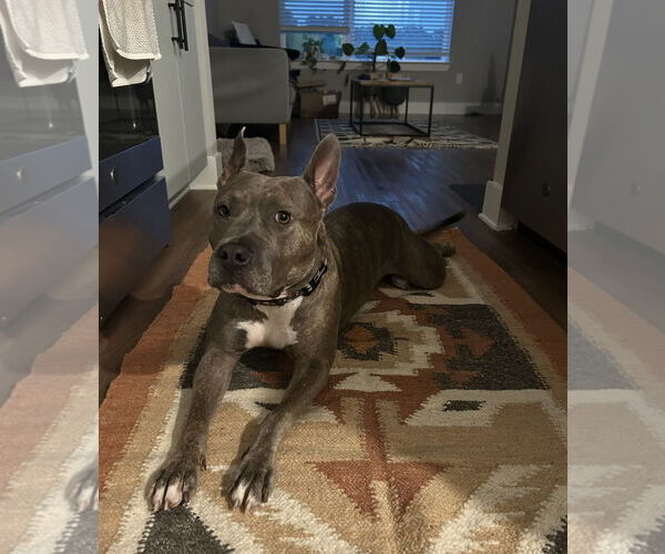 Medium Photo #4 American Staffordshire Terrier-Unknown Mix Puppy For Sale in Greensboro, NC, USA