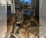 Small #3 American Staffordshire Terrier Mix