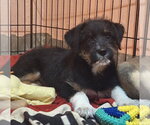 Small #1 Border Terrier Mix