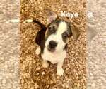Small #6 Jack Russell Terrier Mix