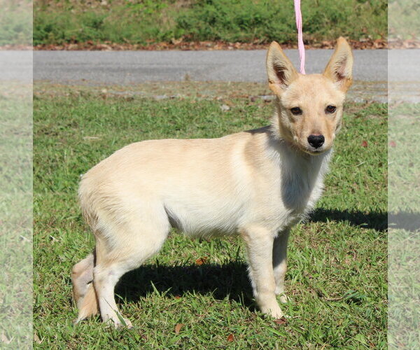 Medium Photo #2 Mutt Puppy For Sale in Prattville, AL, USA