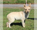 Small Photo #2 Mutt Puppy For Sale in Prattville, AL, USA