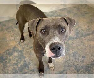 American Pit Bull Terrier-Unknown Mix Dogs for adoption in Tulsa, OK, USA