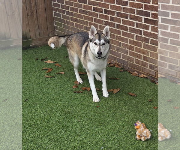 Medium Photo #7 Siberian Husky Puppy For Sale in Cumming, GA, USA