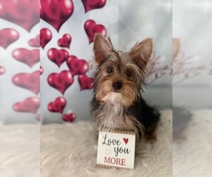 Yorkshire Terrier Puppy for sale in WILLISTON, SC, USA