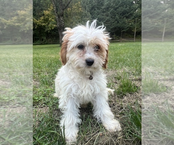 Medium Photo #13 Cavapoo-Poodle (Miniature) Mix Puppy For Sale in DURHAM, CT, USA