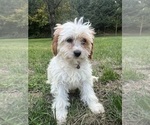 Small #12 Cavapoo-Poodle (Miniature) Mix