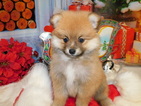 Small Photo #1 Pomeranian Puppy For Sale in HAMMOND, IN, USA