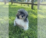 Small Photo #17 Lhasa-Poo Puppy For Sale in CANOGA, NY, USA
