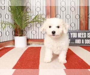 Bichon Frise Puppy for sale in NAPLES, FL, USA
