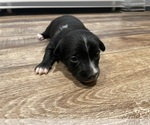 Small #4 Border Collie-Chihuahua Mix