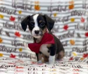 Border Collie-Cavalier King Charles Spaniel Mix Puppy for sale in LAKELAND, FL, USA