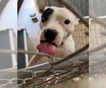 Small #2 American Pit Bull Terrier Mix