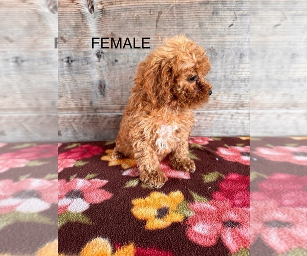 Medium Photo #11 Poodle (Miniature) Puppy For Sale in VERMONTVILLE, MI, USA