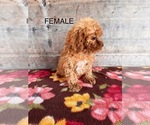 Small #10 Poodle (Miniature)