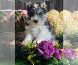 Schnauzer (Miniature) Puppy for sale in CANOGA, NY, USA