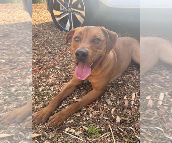 Medium Photo #1 Unknown-Vizsla Mix Puppy For Sale in Woodland Hills, CA, USA