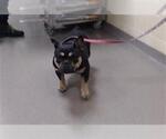 Small French Bulldog