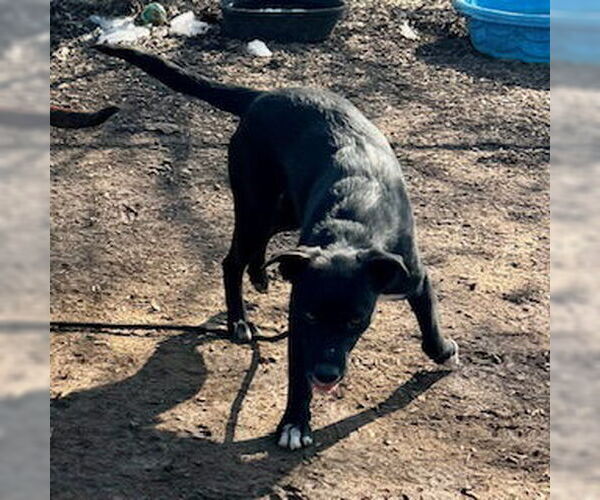 Medium Photo #3 Mutt Puppy For Sale in Sparta, TN, USA