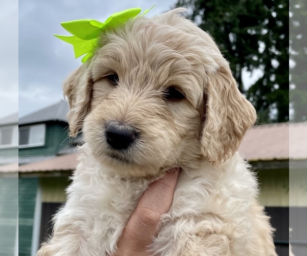 Medium Photo #4 Goldendoodle Puppy For Sale in TENINO, WA, USA