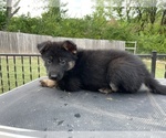 Small Photo #9 German Shepherd Dog Puppy For Sale in COLUMBIA, MO, USA