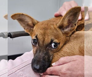 Chiweenie Dogs for adoption in Mt. Laurel, NJ, USA