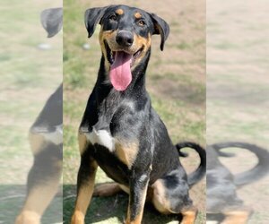 Doberman Pinscher-Unknown Mix Dogs for adoption in Great Bend, KS, USA