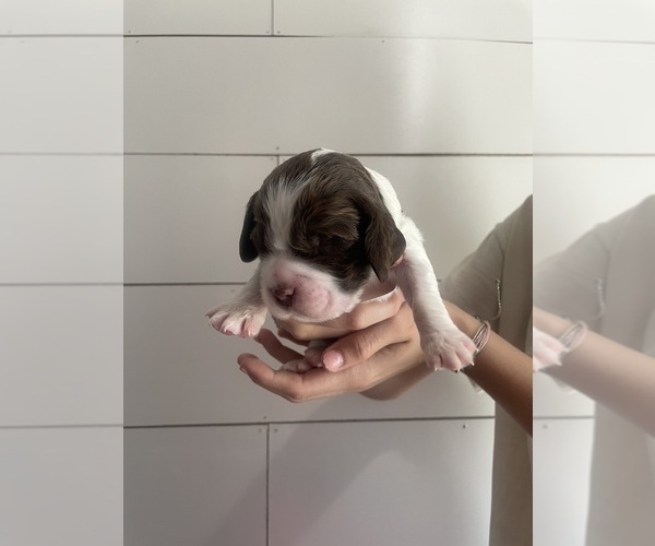 Medium Photo #1 English Springer Spaniel Puppy For Sale in SHERMAN, TX, USA