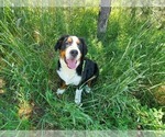 Puppy Shadow Bernese Mountain Dog