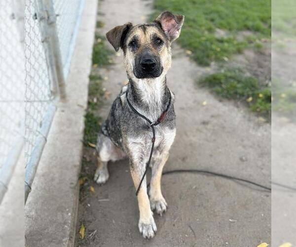 Medium Photo #1 German Shepherd Dog-Unknown Mix Puppy For Sale in Modesto, CA, USA