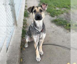 German Shepherd Dog-Unknown Mix Dogs for adoption in Modesto, CA, USA