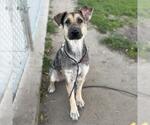 Small German Shepherd Dog Mix