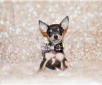 Puppy Zaire Chihuahua