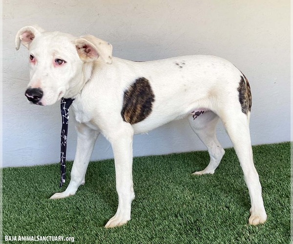 Medium Photo #5 American Pit Bull Terrier-Unknown Mix Puppy For Sale in San Diego, CA, USA