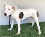 Small #4 American Pit Bull Terrier Mix