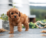 Small #1 Cavapoo
