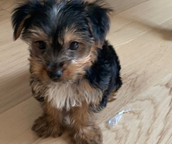 Medium Photo #1 Morkie Puppy For Sale in NEW YORK, NY, USA