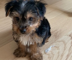 Morkie Puppy for sale in NEW YORK, NY, USA