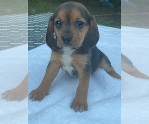 Beagle Puppy for sale in JAY, OK, USA