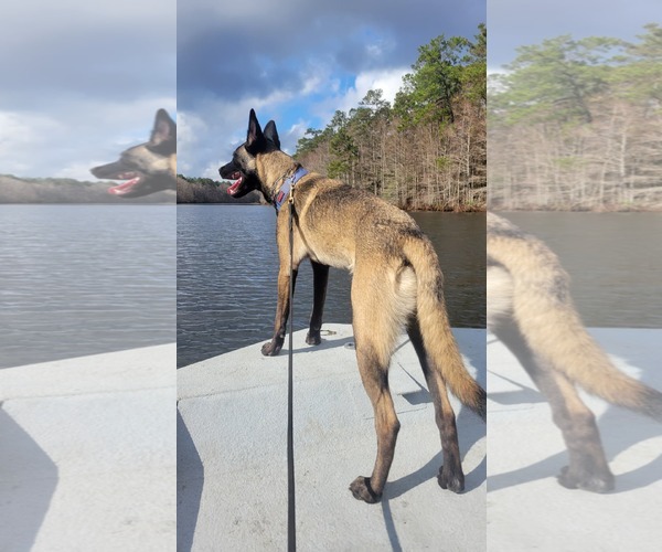 Medium Photo #2 Catahoula Leopard Dog-Unknown Mix Puppy For Sale in Stevens Point, WI, USA