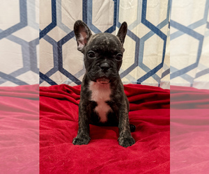 Faux Frenchbo Bulldog Puppy for sale in KEY LARGO, FL, USA