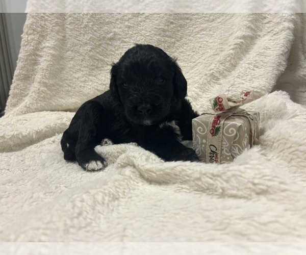 Medium Photo #15 Aussiedoodle Puppy For Sale in PASCAGOULA, MS, USA
